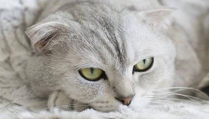 德宏最新的高价医保卡惠民保险代扣怎么取消掉了方法分享(德宏惠民医保怎么报销教程)