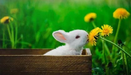 德宏最新的高价医保卡惠民保险代扣怎么取消掉了方法分享(德宏惠民医保怎么报销教程)